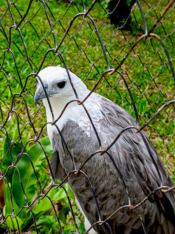 White Bellied Sea Eagle in the cage in the cage was shot up close
