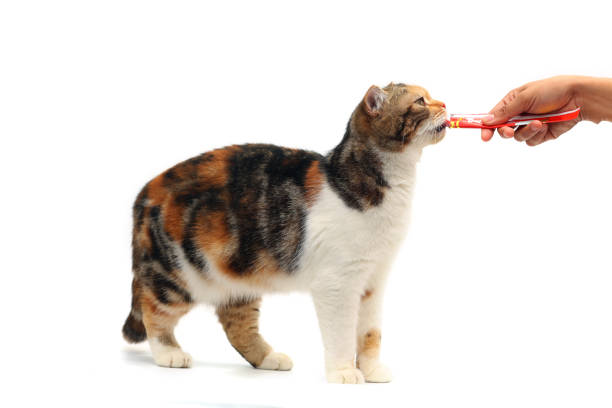 Veterinarian getting ready to feed a cat a pill