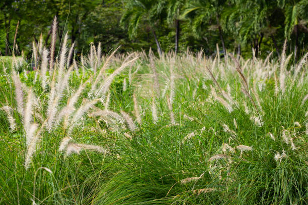 istock Fountain grass or pennisetum alopecuroides 1428222741