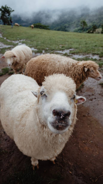 istock smiling sheep on the mountain field. 1428223149