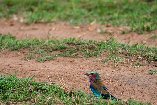 Peacock in Yala national park, Sri Lanka