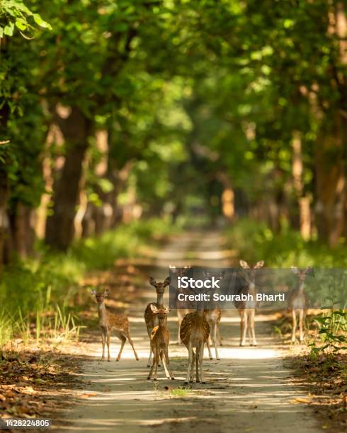 Spotted Deer Or Chital Or Axis Deer Family Head On In Herd Or Group Blocking Road Or Track At Chuka Ecotourism Safari Or Pilibhit National Park Terai Forest Reserve Uttar Pradesh India Asia Stock Photo - Download Image Now