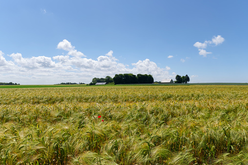 Wheat fields  in Antifer cape. Normandy region