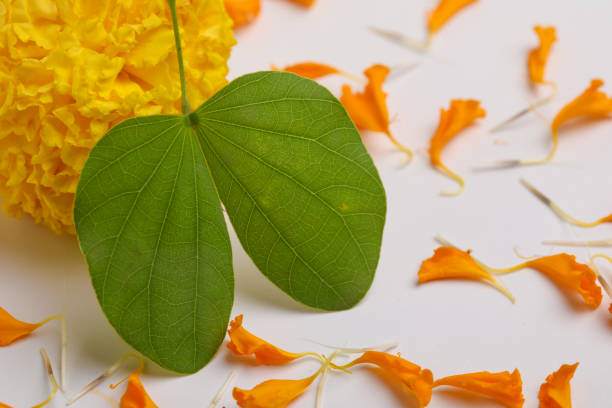 istock Happy Dussehra greeting card , green leaf. 1428225079