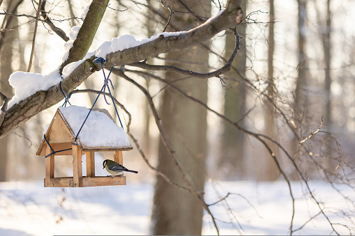 Hungry birds eat food from hanging feeder on sunny winter day in park. Bright yellow tits Parus major and other birds on tree branches outdoors. Selective focus.