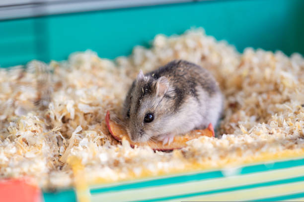 istock Funny hamster peeking out of cage, selective focus 1428228152