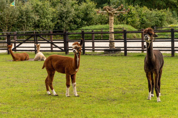 istock Four different colored alpacas on a green grass meadow. Two lying and two standing in the foreground, relaxed position. Wooden fence in the background. Curious funny animals, wear a halter. Four animals, animal themes, farmlife 1428228161