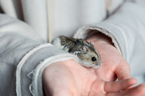 Girl is holding hamster in her hands. Child's hands with a hamster close up. High quality photo