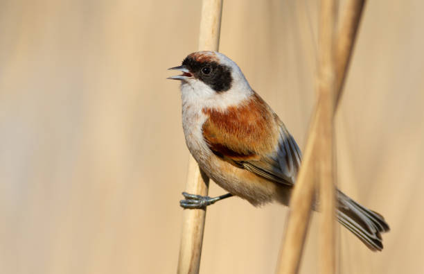 istock Eurasian penduline tit, Remiz pendulinus. A bird sings, calling 1428228439