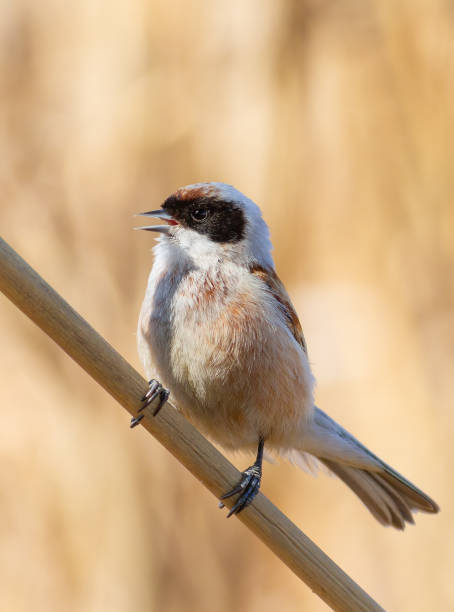 istock Eurasian penduline tit, Remiz pendulinus. A bird sings, calling 1428228451