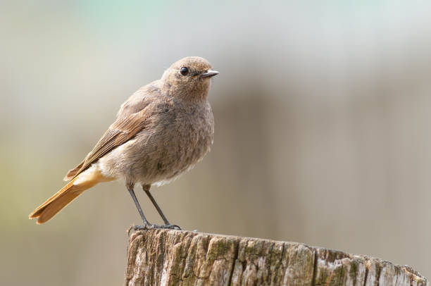 istock Black redstart, Phoenicurus ochruros. A bird stands on an old stump 1428228458