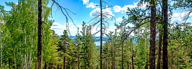 istock trees growing on the mountainside in summer 1428228565