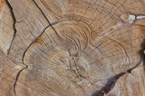 istock close up old wood texture for background 1428229181