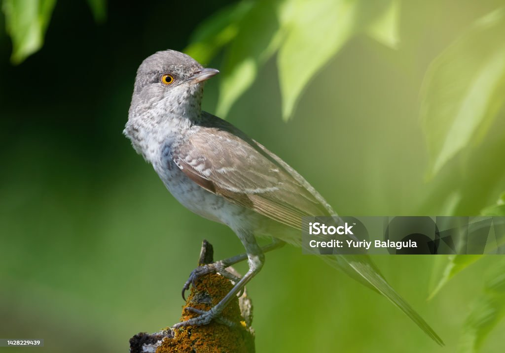 Barred warbler, Sylvia nisoria. A bird sits on a beautiful dry branch Animal Stock Photo