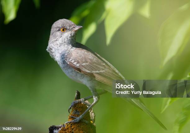Barred Warbler Sylvia Nisoria A Bird Sits On A Beautiful Dry Branch Stock Photo - Download Image Now