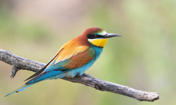 istock European bee-eater, Merops apiaster. A bird sits on a branch against a beautiful blurred background 1428229576