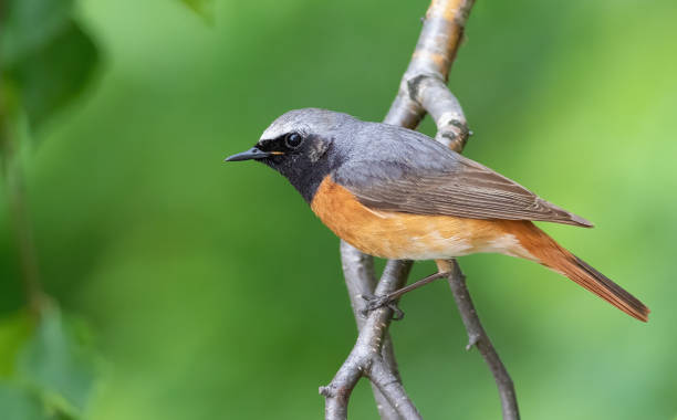 istock Common redstart, Phoenicurus phoenicurus. A bird sits on a tree branch 1428229615
