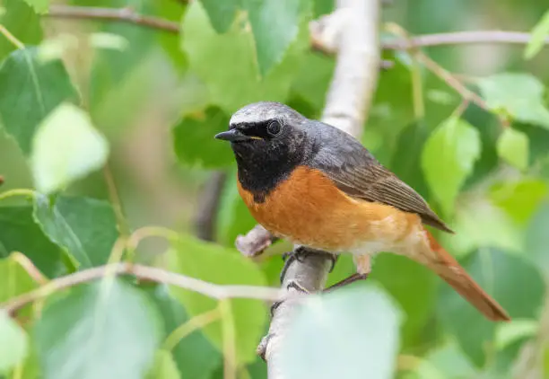 Common redstart, Phoenicurus phoenicurus. A bird sits on a tree branch among the leaves