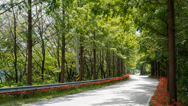 Metasequoia avenue