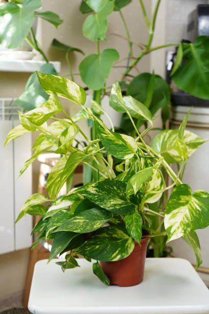 istock Epipremnum golden. deciduous climbing houseplant in a pot. 1428232307