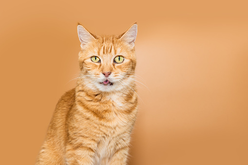 Orange tabby cat isolated on orange background sticking her tongue out