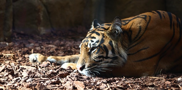 Tiger sleeping in the shade and sunlight touching face. Female tiger. Wood, orange, stripes.