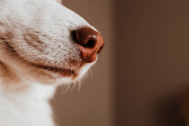 Close Up of Dog's Nose with white fur and whiskers Series of home shots with a cute Siberian Husky on a yellow bed animal whisker stock pictures, royalty-free photos & images