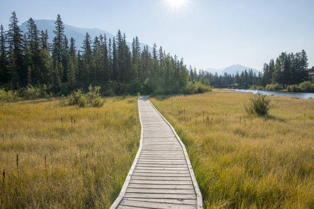 istock Scenic view of boardwalk over marsh, in mountains 1428241124
