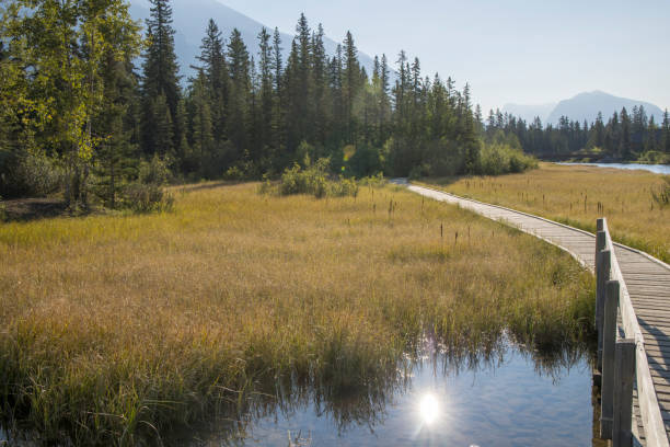 istock Mature woman walks along boardwalk, over mountain marsh 1428241330