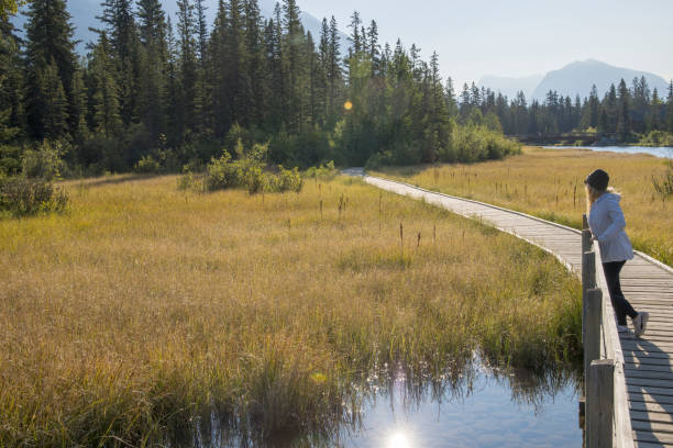 istock Mature woman walks along boardwalk, over mountain marsh 1428241485