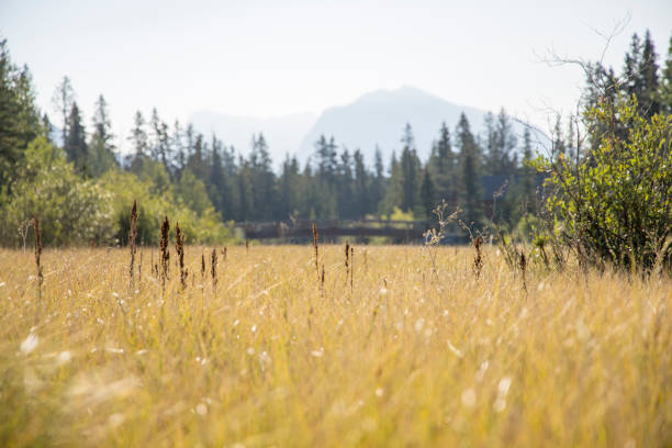 istock Scenic view of marsh, in mountains 1428242446