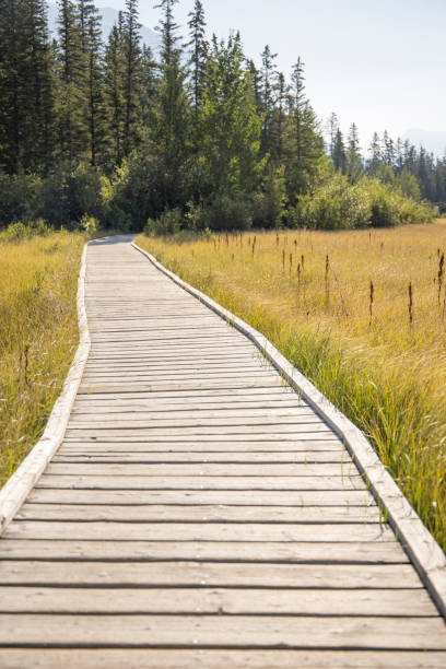 istock Scenic view of boardwalk over marsh, in mountains 1428242480