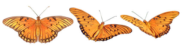 istock Colorful butterflies with wings spread isolated on white background 1428242598