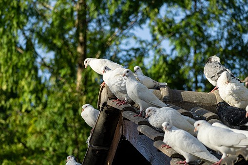 There are many pigeons on the roof