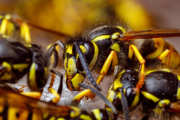 A dangerous Wasp on food stock photo