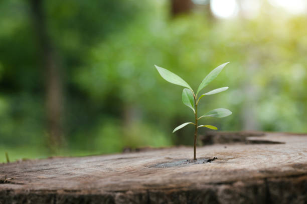 New green leaves are born on old trees, Ideas for Hope for a new life in the future natural environment, renewal with business development, and eco symbolic concept. environmental protection New green leaves are born on old trees, Ideas for Hope for a new life in the future natural environment, renewal with business development, and eco symbolic concept. environmental protection tree stump stock pictures, royalty-free photos & images