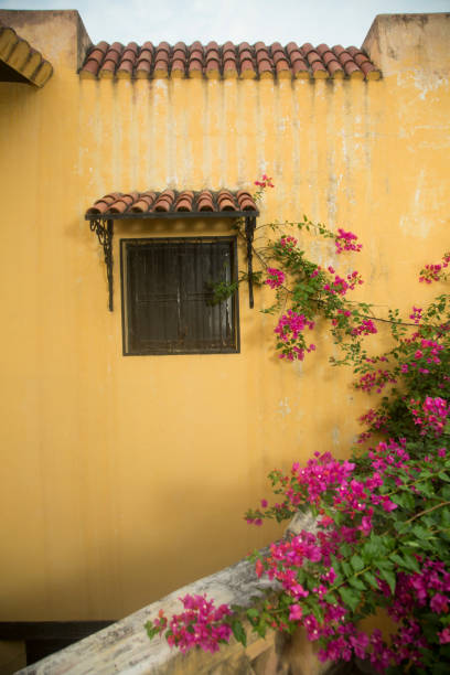 Bougainvillea Flowers Wall Background with window stock photo