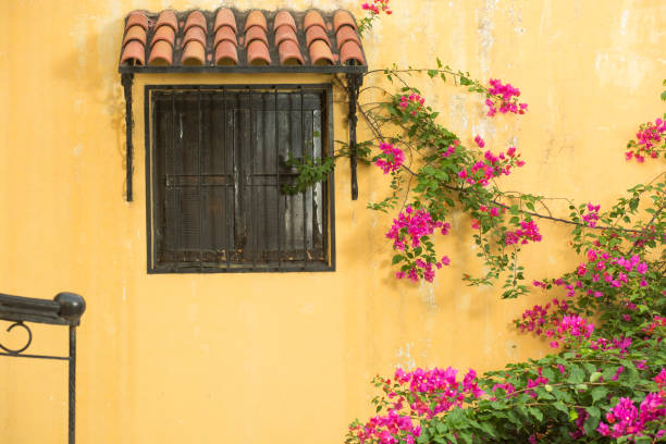 Bougainvillea Flowers Wall Background With Wooden Window stock photo