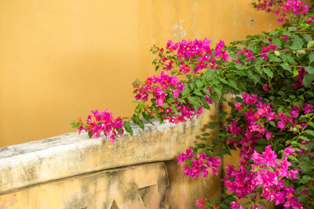 istock Bougainvillea Flowers Wall Background Horizontal 1428246502