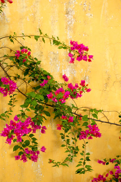 Bougainvillea Flowers Wall Background Vertical stock photo