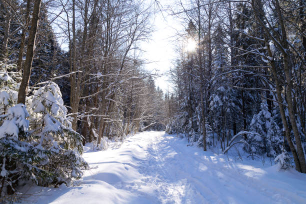 istock Winter landscape in a forest on clear sunny day 1428247348
