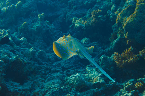 Bluespotted stingray fish Underwater Sea life  Coral reef  Underwater photo Scuba Diver Point of View stock photo
