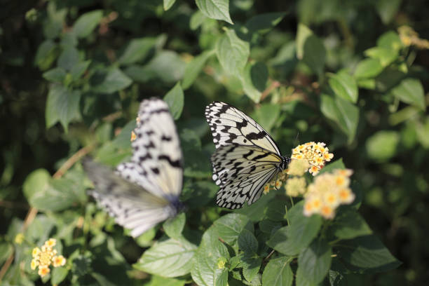 Because it flutters its wings slowly and glides, it is called the \