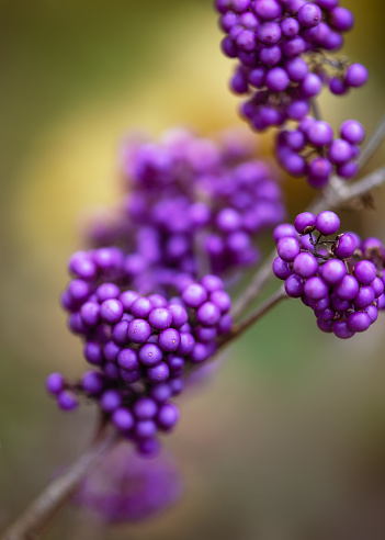 Branch with beautiful purple berries of beauty berry shrub in autumn garden. Soft focus with blurred background. Copy space.\n(Callicarpa bodinieri)