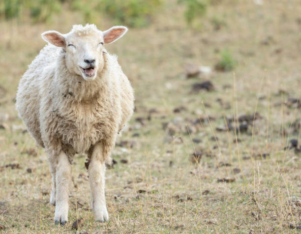 laughing lamb laughing sheep funny animal concept, copy space ewe stock pictures, royalty-free photos & images