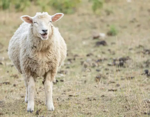 laughing sheep funny animal concept, copy space