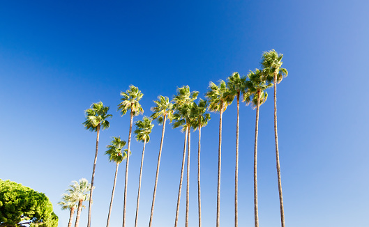 Alignment of very tall Washingtonia Filifera palm trees with blue sky background in Cannes on the French riviera