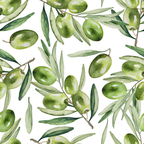 ilustrações, clipart, desenhos animados e ícones de padrão perfeito de azeitonas verdes frescas e folhas em fundo branco. aquarela desenhada à mão. - olive green illustration and painting backgrounds watercolor painting