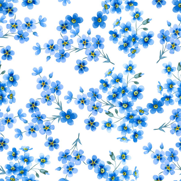 kuvapankkikuvitukset aiheesta saumaton kukkakuvio kauniista pienistä sinisistä unohda minut -kukista, jotka on eristetty valkoiselle taustalle. käsin piirretty akvarelli. - myosotis scorpioides