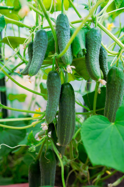 istock seedling cucumber , gardening 1428252093